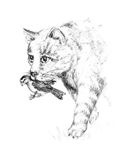 Miaouuuuu